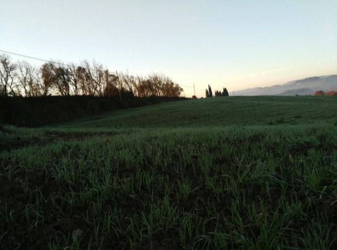 The estate's fields at dawn