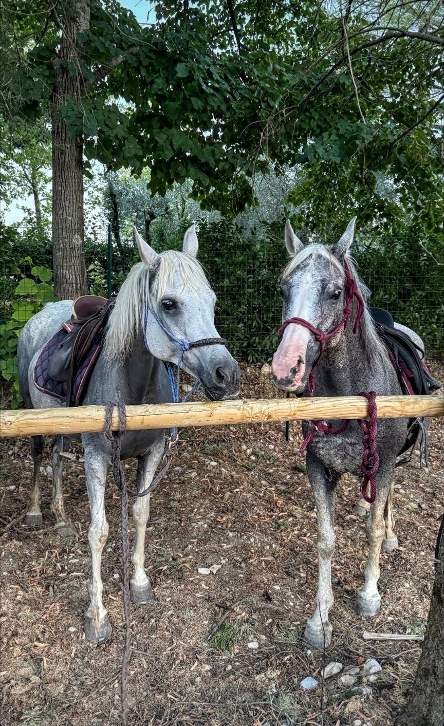 Two saddled grey horses tied to a wooden rail under the trees