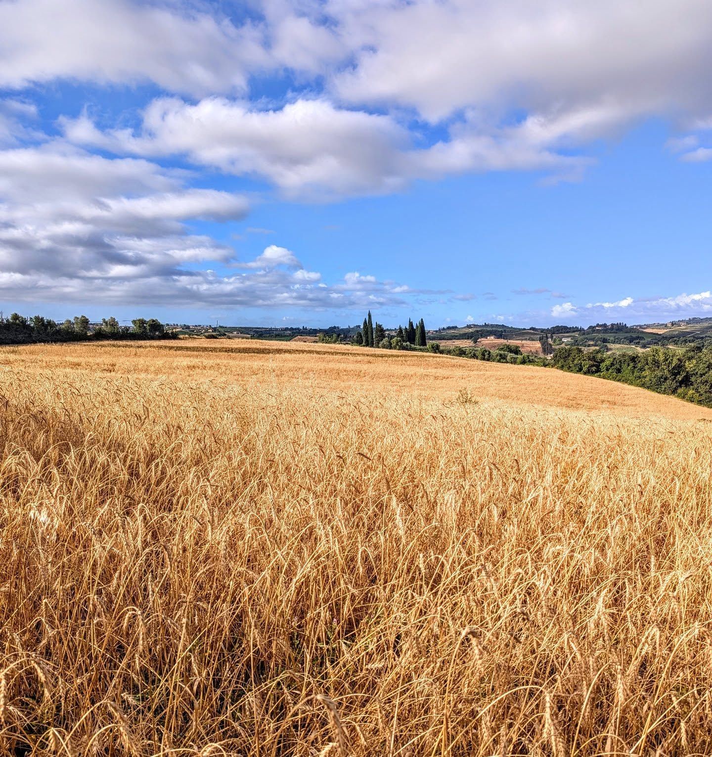 Ripe wheat field under a July sky
