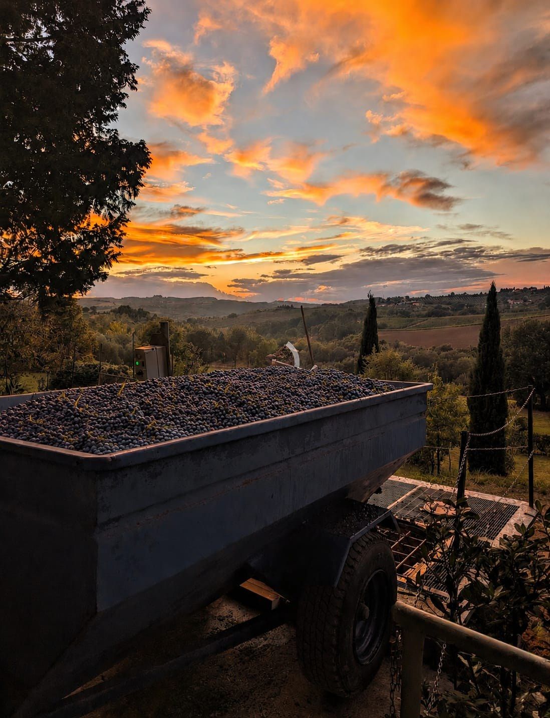 A trailer full of freshly picked bunches, with the hills at sunset