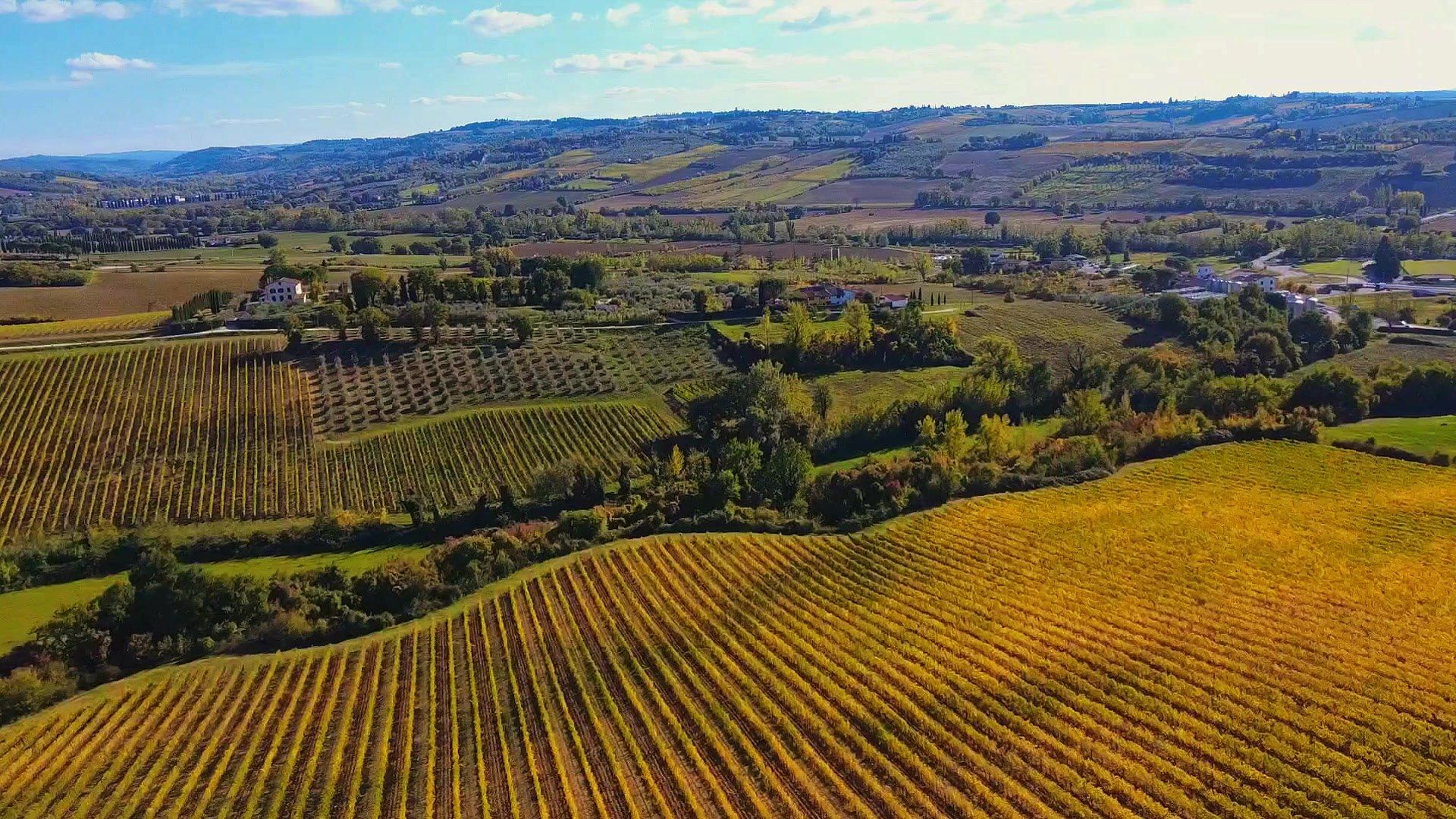 Volo sulle vigne della fattoria in autunno, con le colline intorno